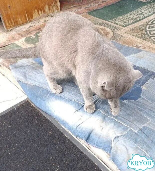 Шотландский вислоухий короткошёрстный котёнок фото 2