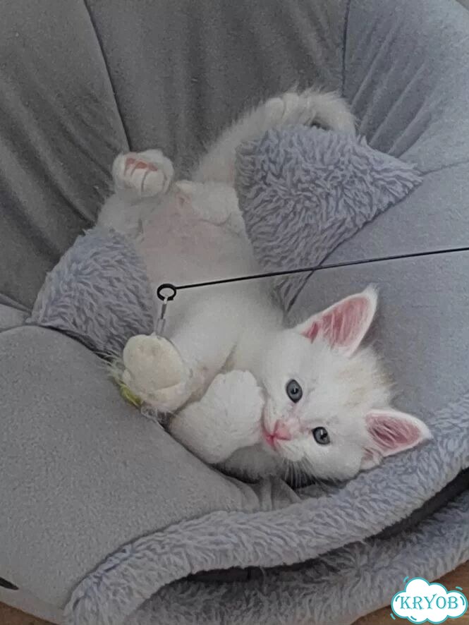 Мейн-кун котёнок фото 1