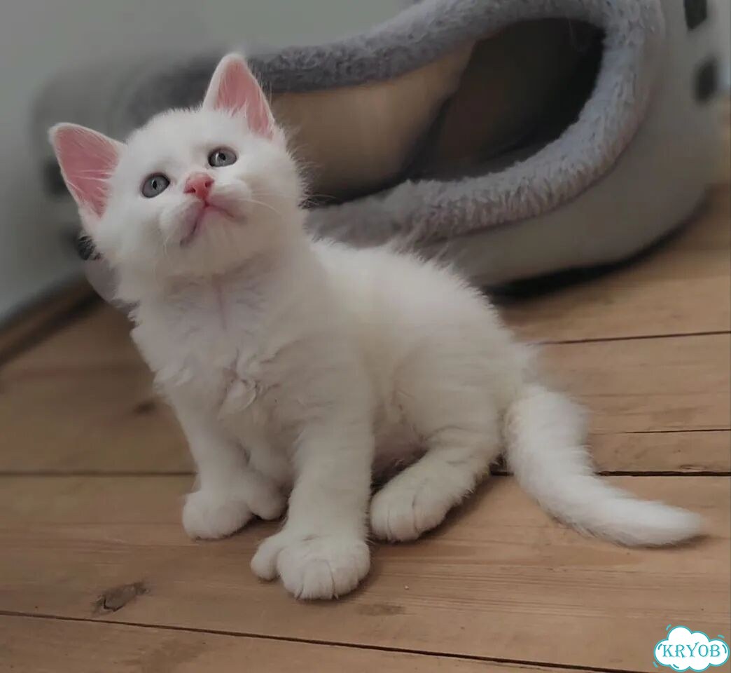Мейн-кун котёнок фото 2