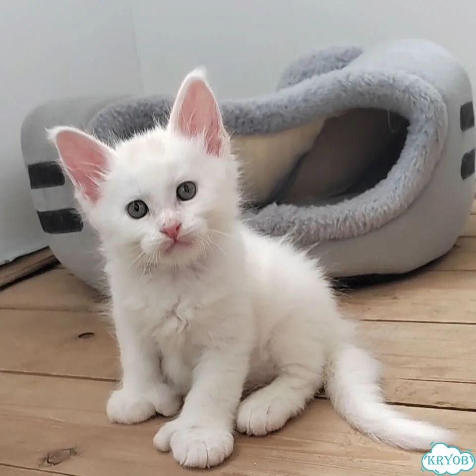 Мейн-кун котёнок фото 3