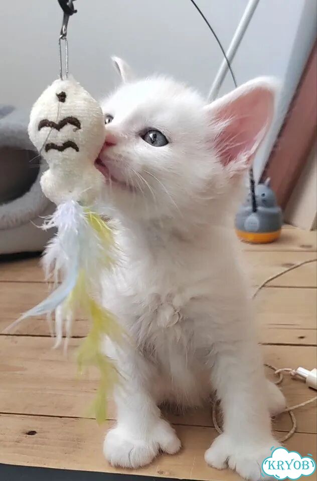 Мейн-кун котёнок фото 4