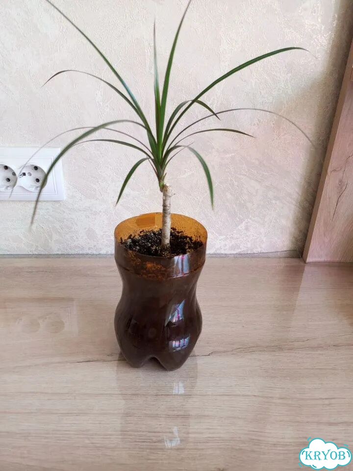 Драцена фото 1