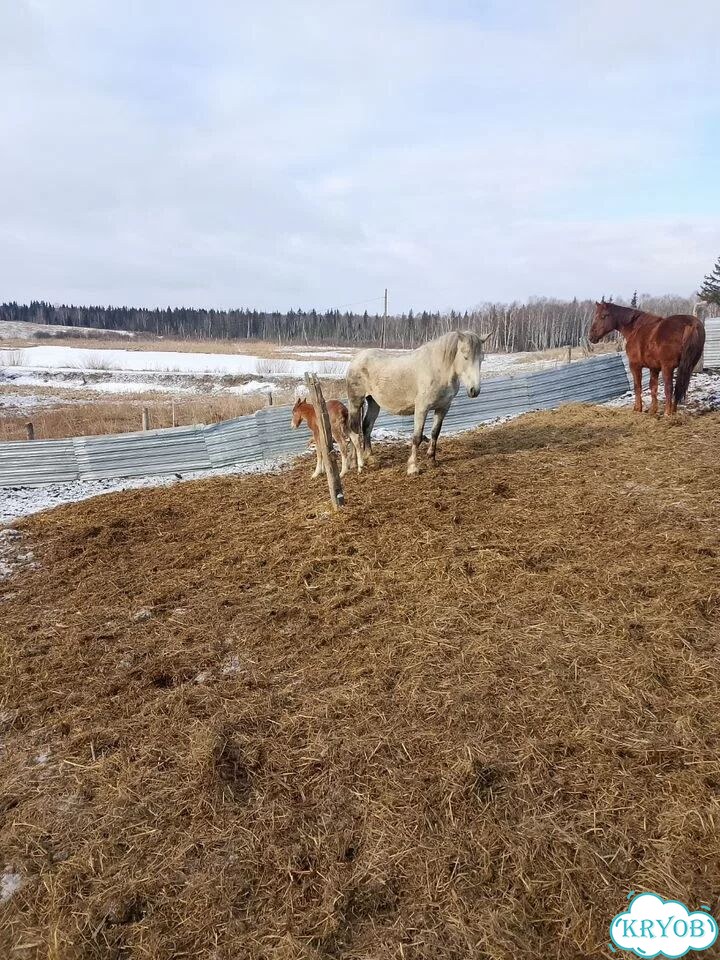 С/х животные фото 1