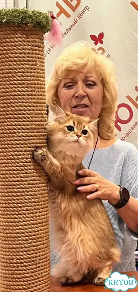 Шотландский вислоухий длинношёрстный кот, вязка фото 1