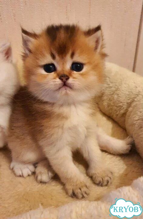 Шотландский вислоухий длинношёрстный кот, вязка фото 2