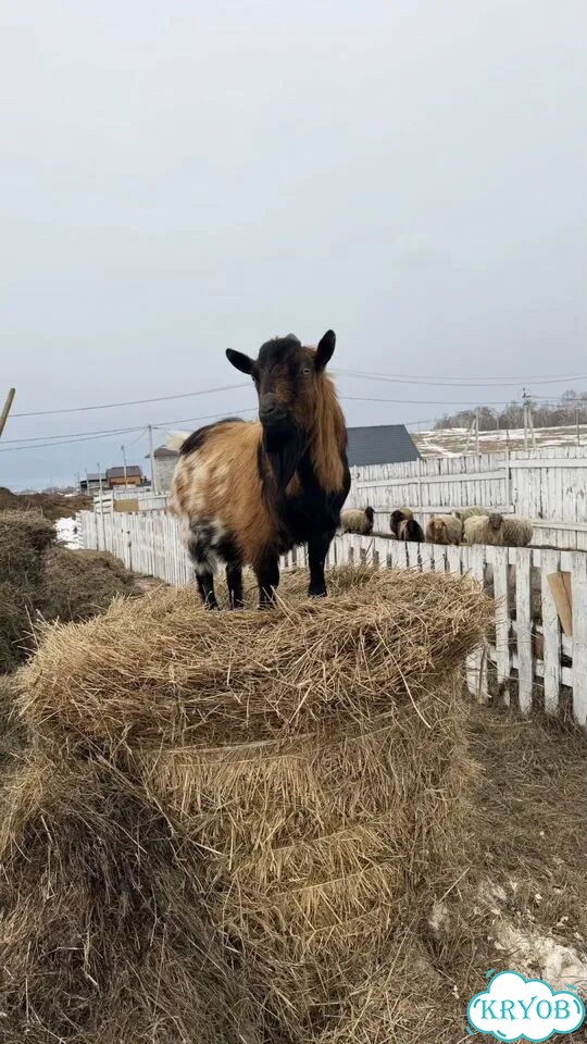 Козёл на случку фото 1