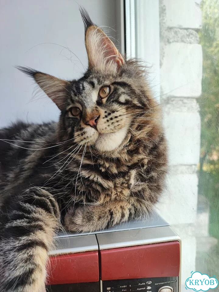 Мейн-кун котёнок фото 1