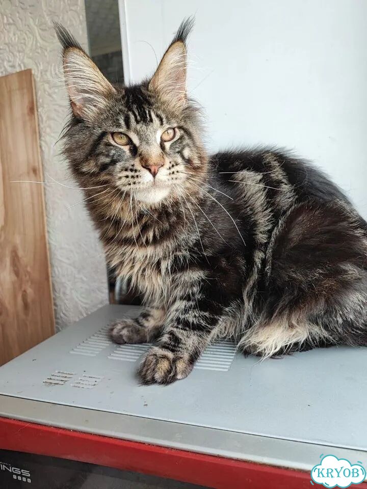 Мейн-кун котёнок фото 2