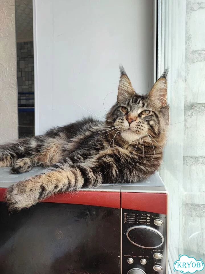 Мейн-кун котёнок фото 3