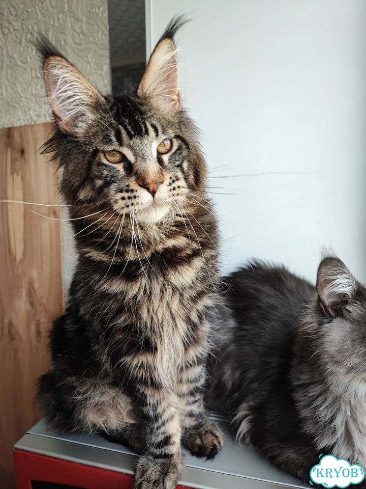 Мейн-кун котёнок фото 4