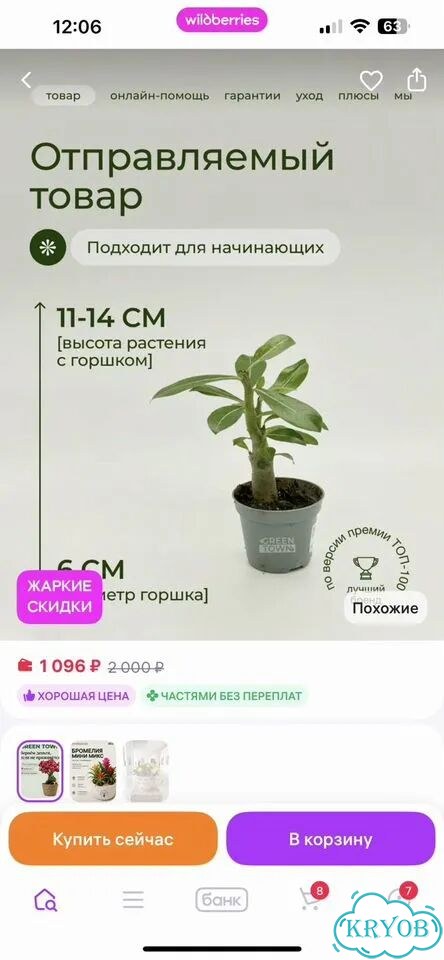 Адениум взрослый фото 7