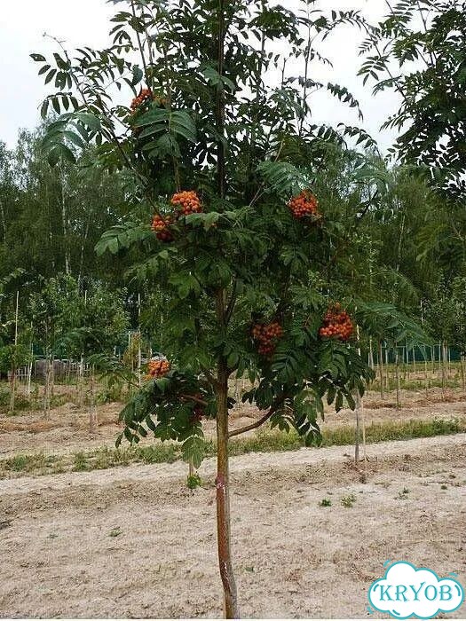 Рябина красная фото 1