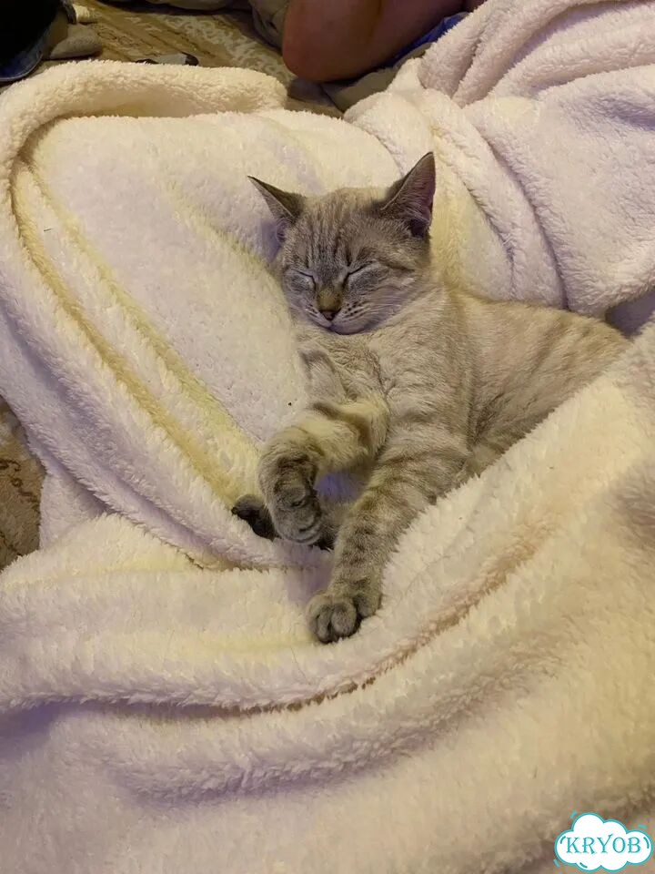 Сибирский котёнок фото 2