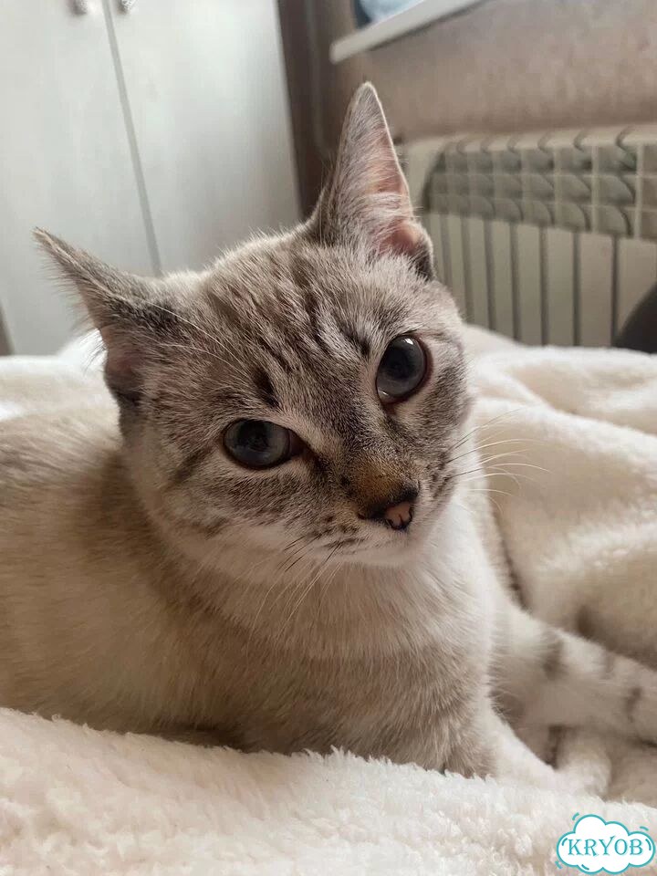 Сибирский котёнок фото 3