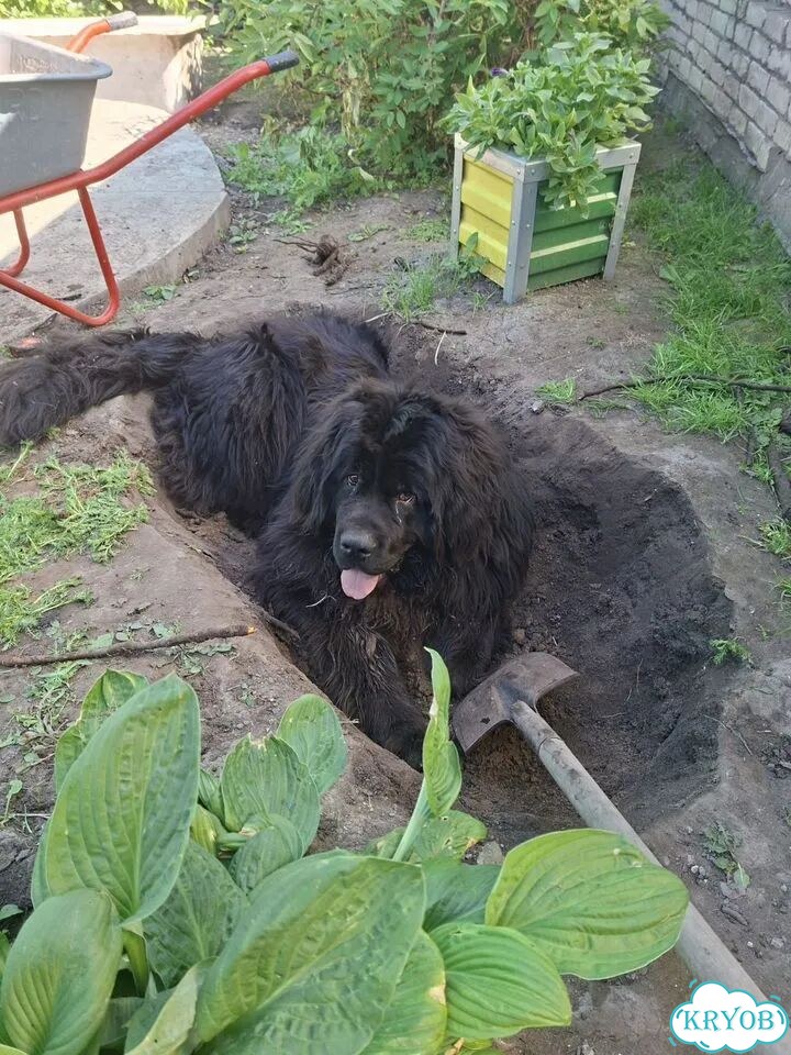 Собачий пух вычес фото 2