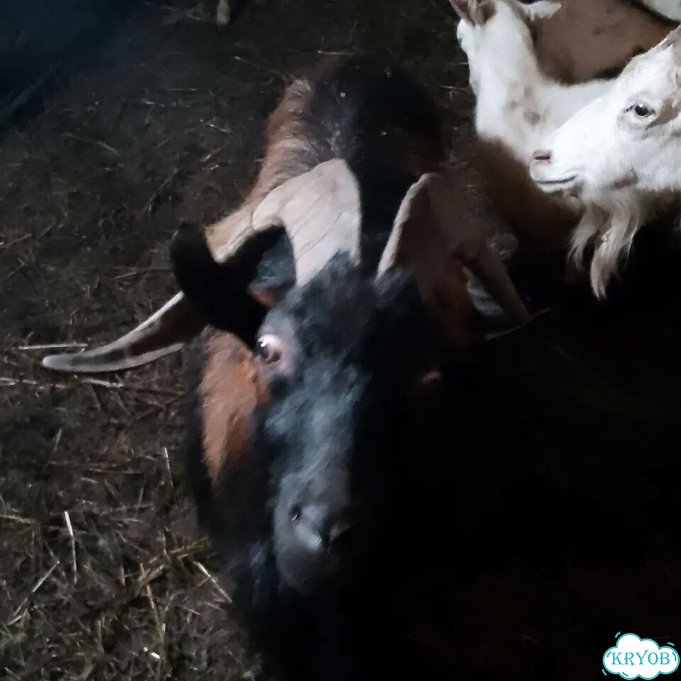 Продам коз фото 1