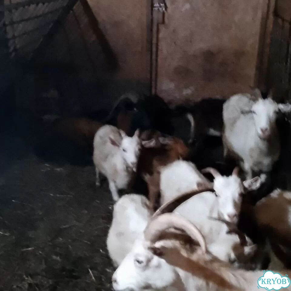 Продам коз фото 3