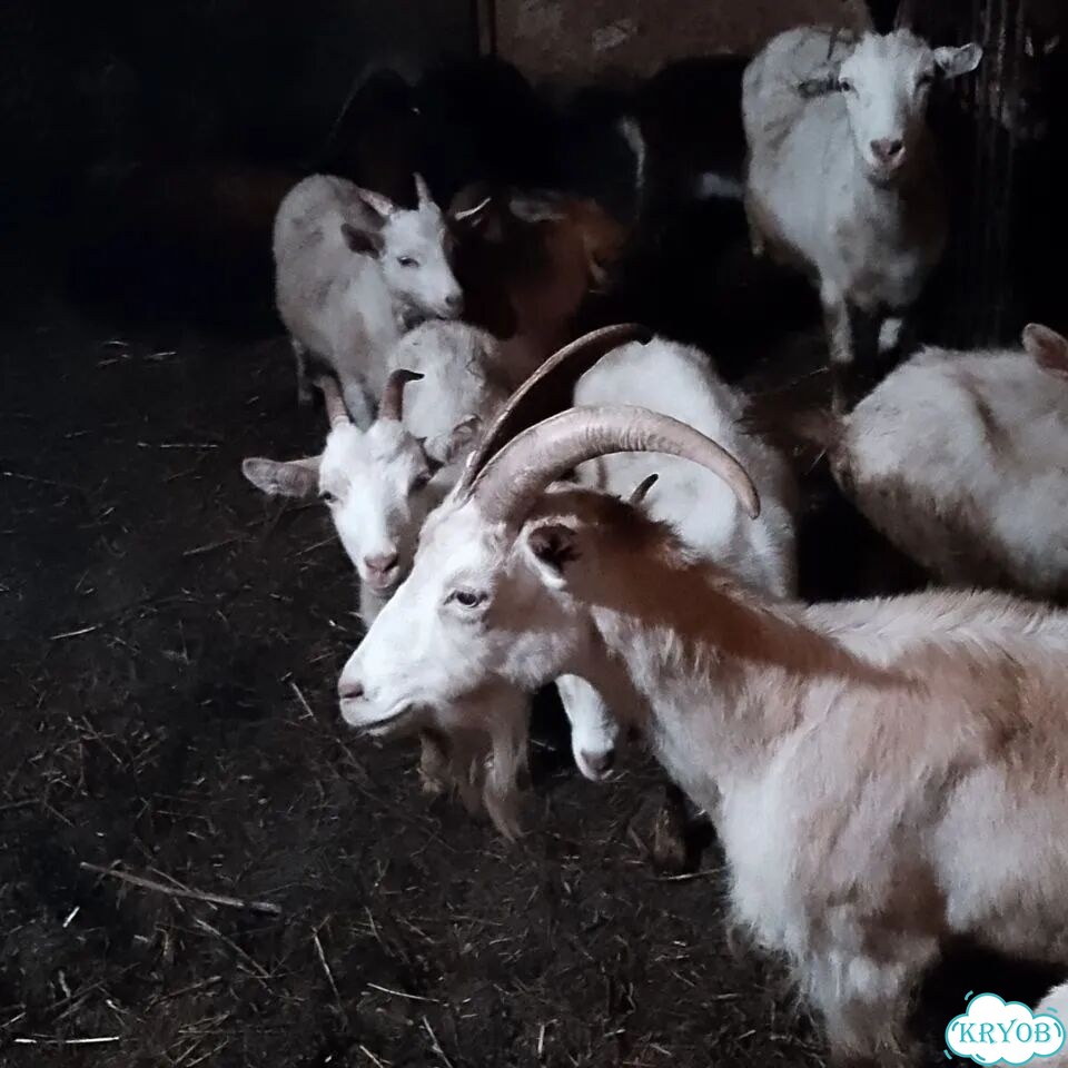 Продам коз фото 4