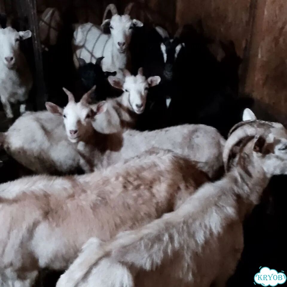 Продам коз фото 5
