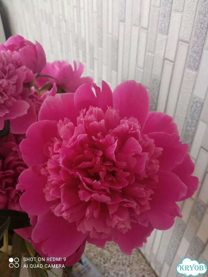 Цветы пионы фото 3