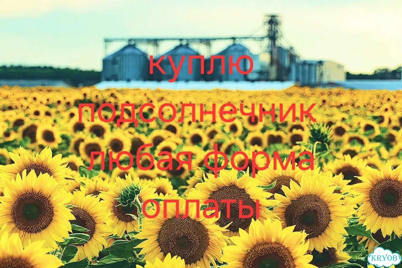 Семечки подсолнечника оптом фото 1