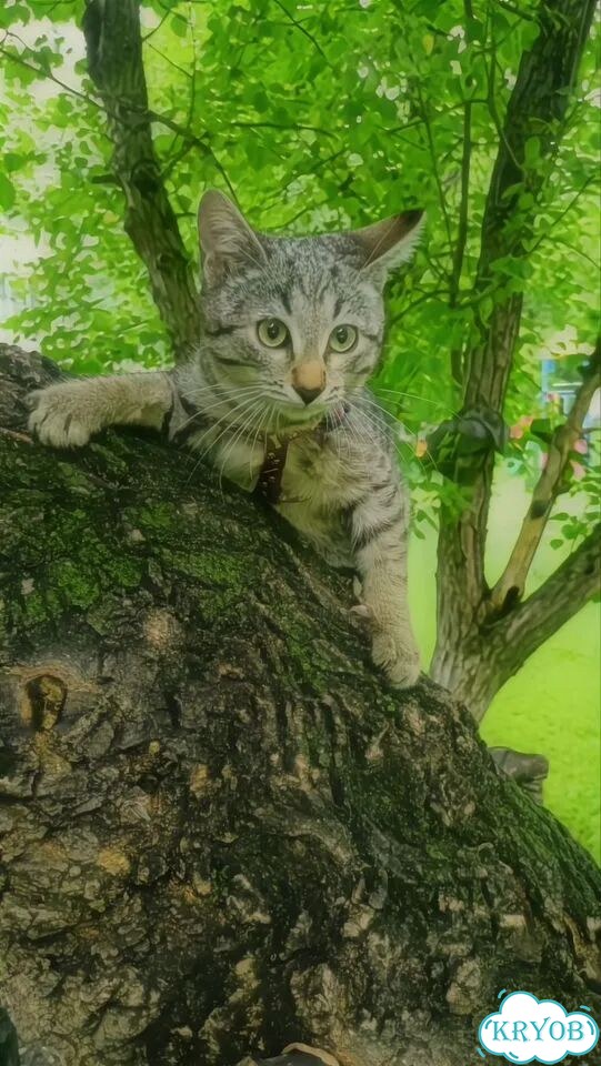 Американский бобтейл короткошёрстный котёнок фото 1