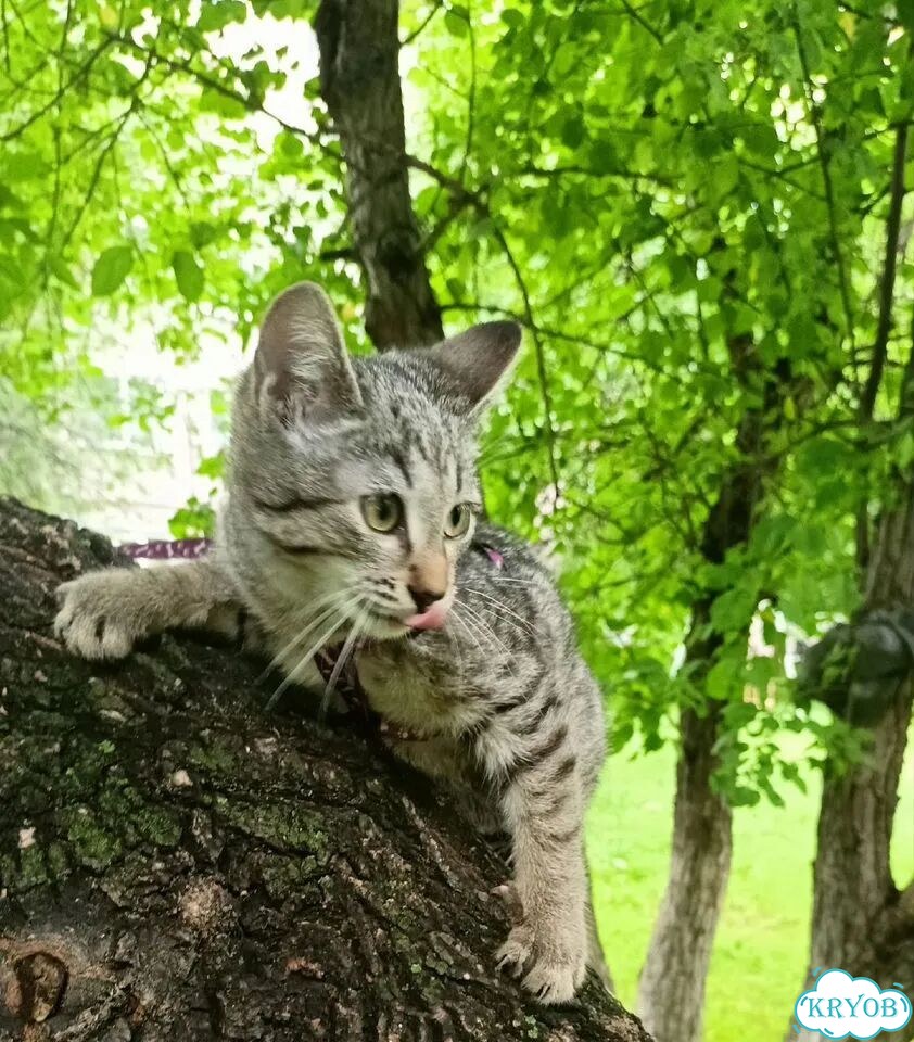 Американский бобтейл короткошёрстный котёнок фото 2