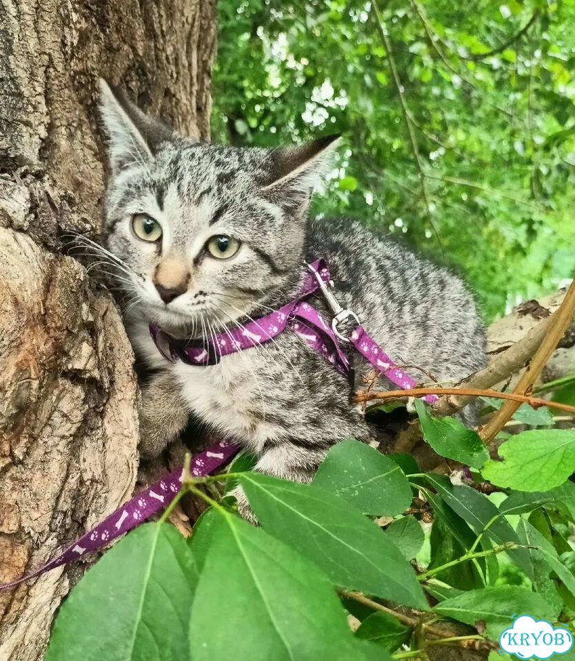 Американский бобтейл короткошёрстный котёнок фото 4