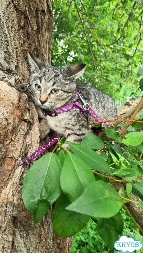 Американский бобтейл короткошёрстный котёнок фото 5