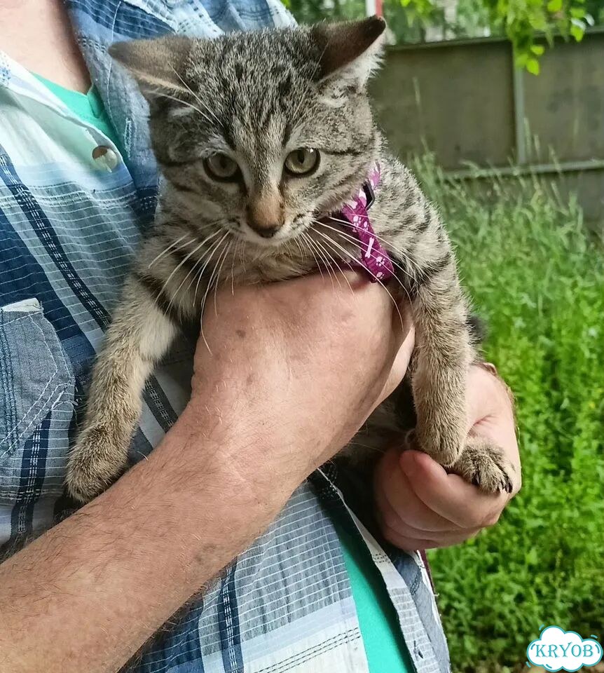 Американский бобтейл короткошёрстный котёнок фото 6