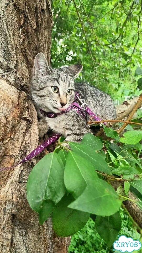 Американский бобтейл короткошёрстный котёнок фото 8