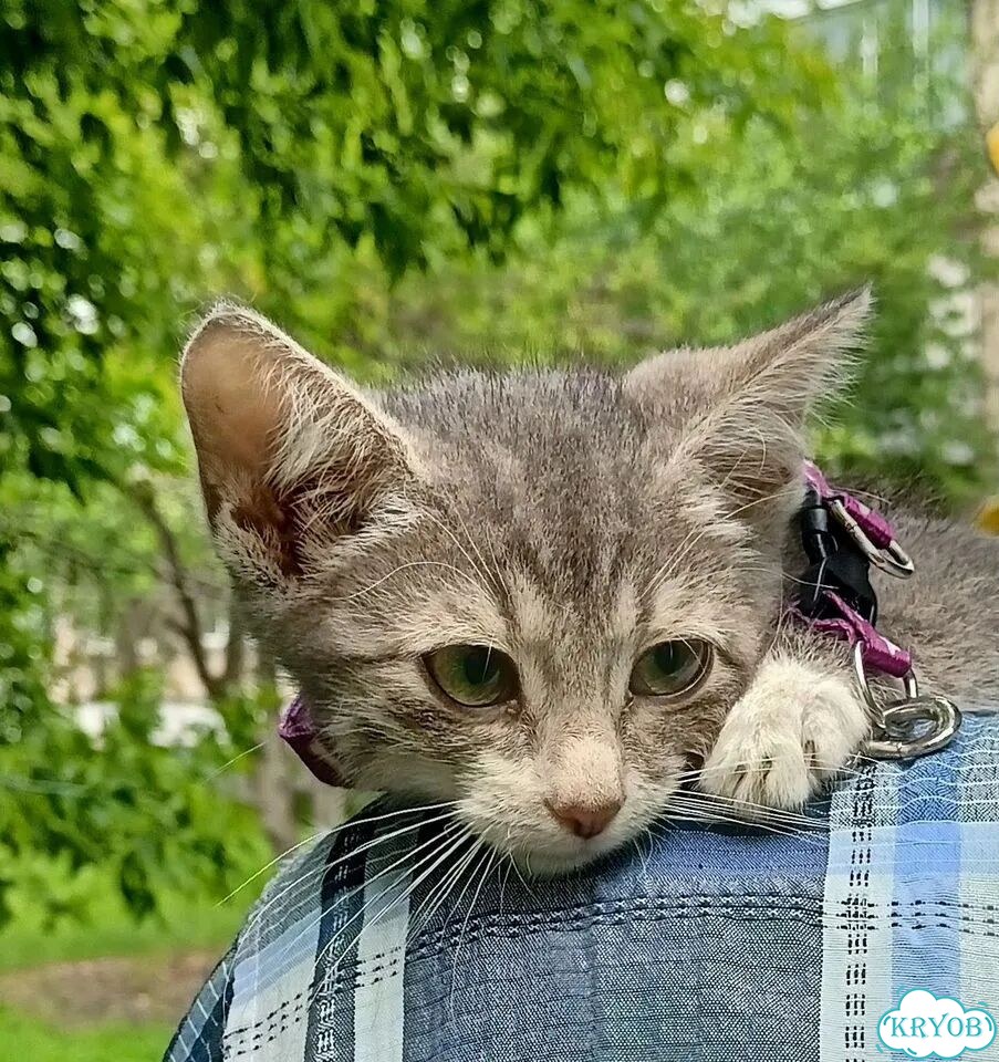 Карельский бобтейл котёнок фото 1