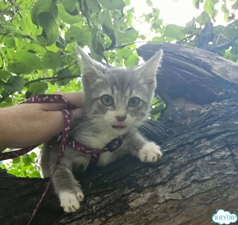 Карельский бобтейл котёнок фото 10