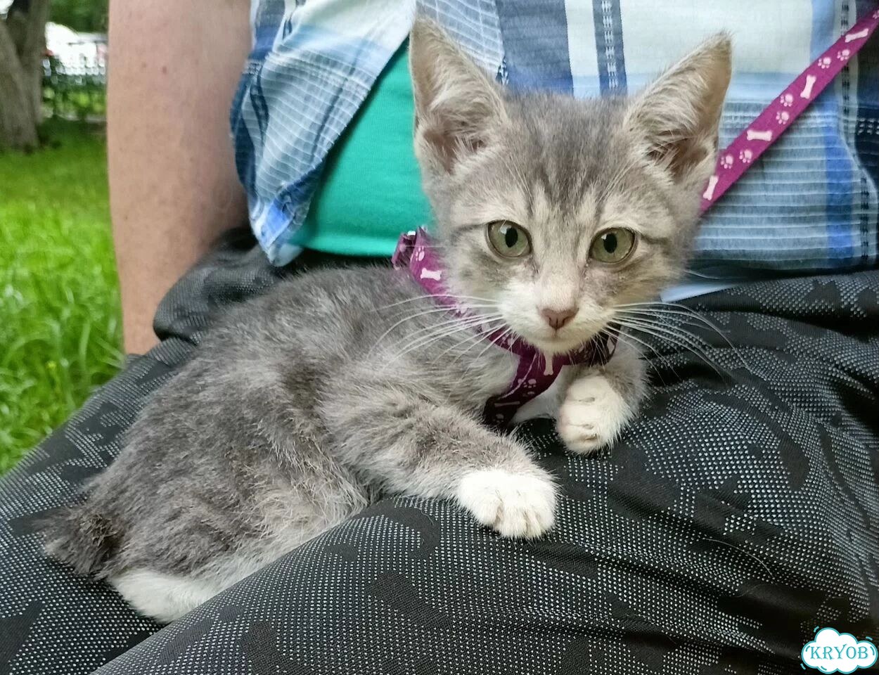 Карельский бобтейл котёнок фото 2