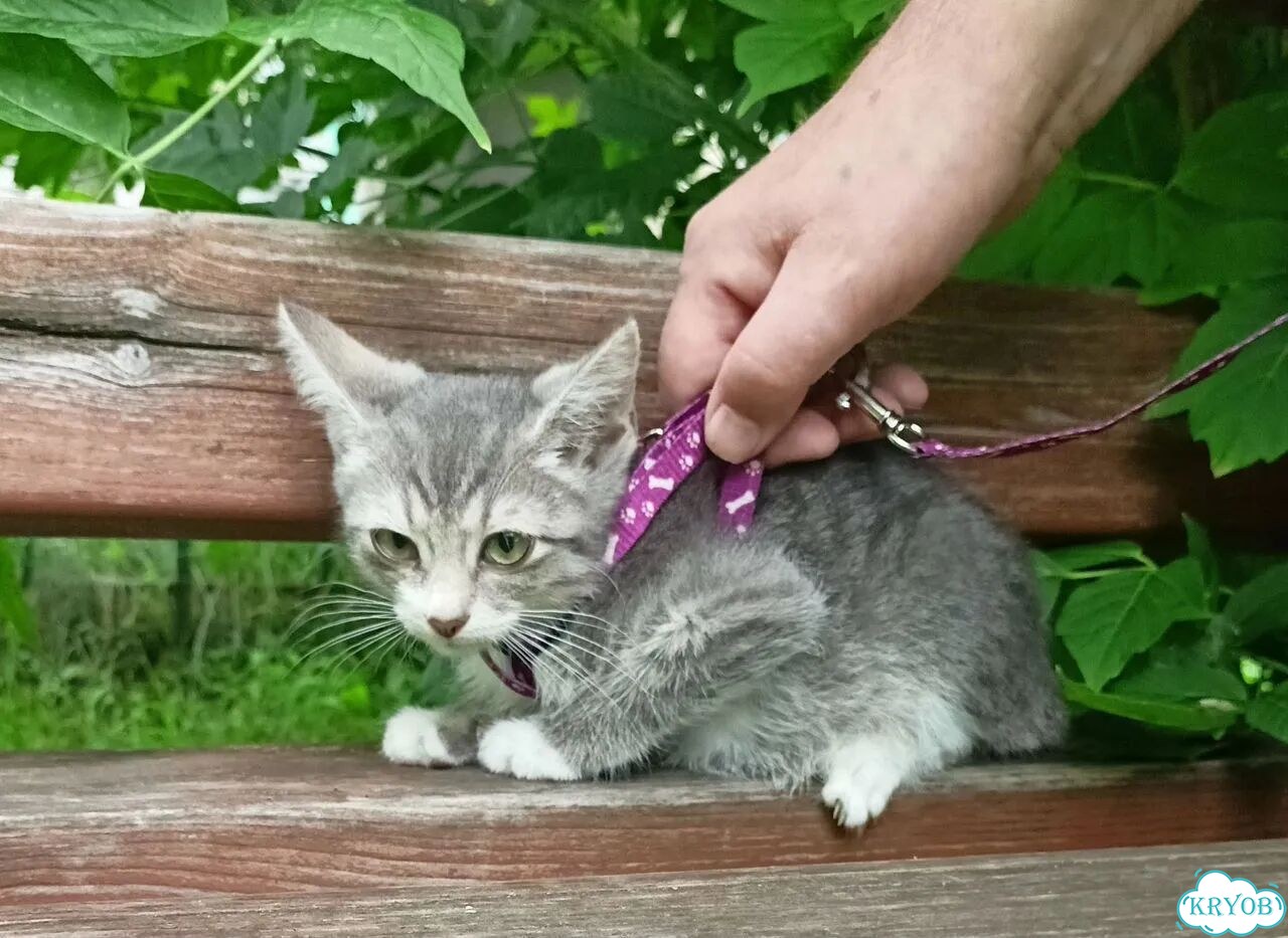 Карельский бобтейл котёнок фото 4
