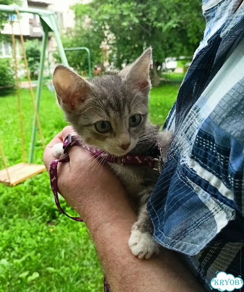 Карельский бобтейл котёнок фото 5