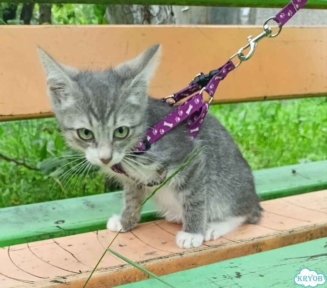 Карельский бобтейл котёнок фото 7