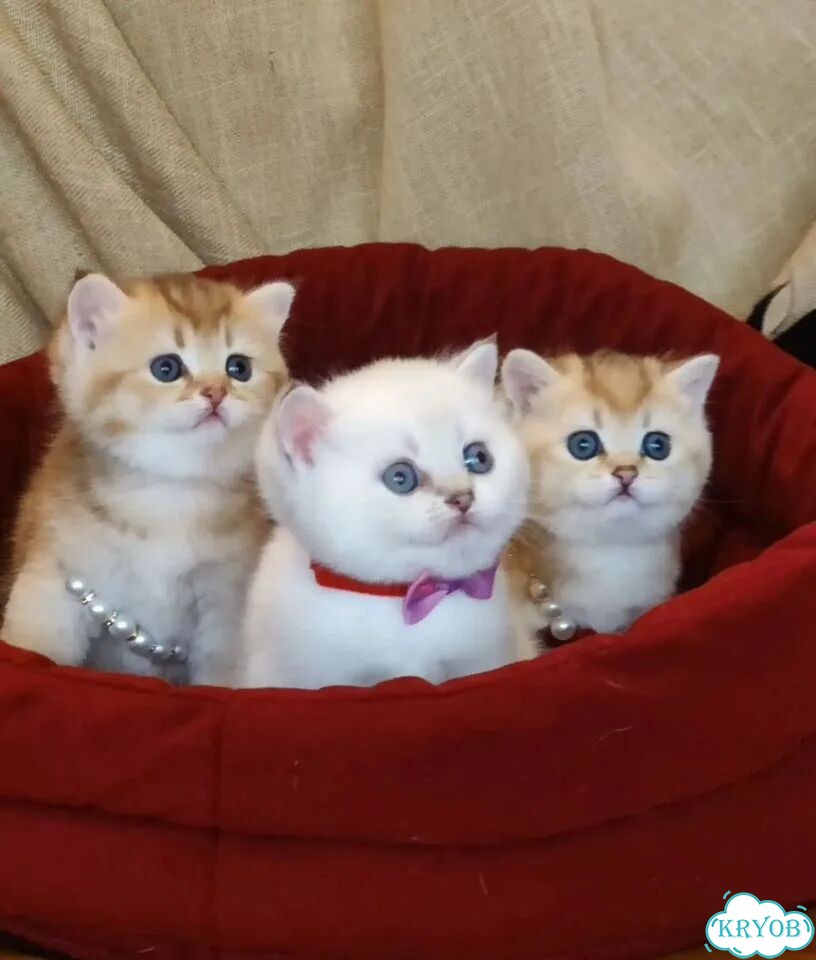 Британский короткошёрстный котёнок фото 1