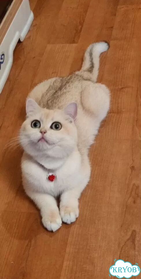 Британский короткошёрстный котёнок фото 10