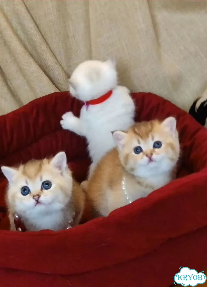 Британский короткошёрстный котёнок фото 2
