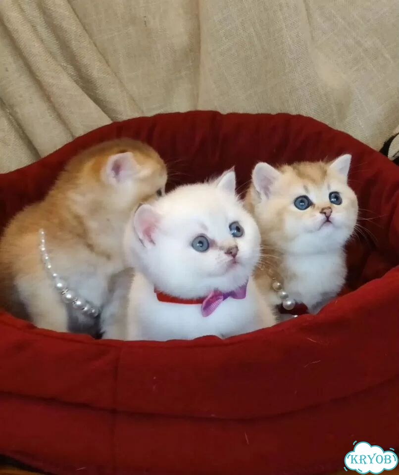 Британский короткошёрстный котёнок фото 3