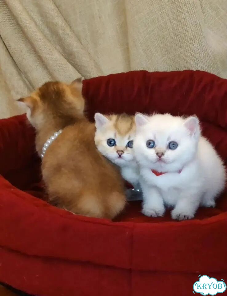 Британский короткошёрстный котёнок фото 4