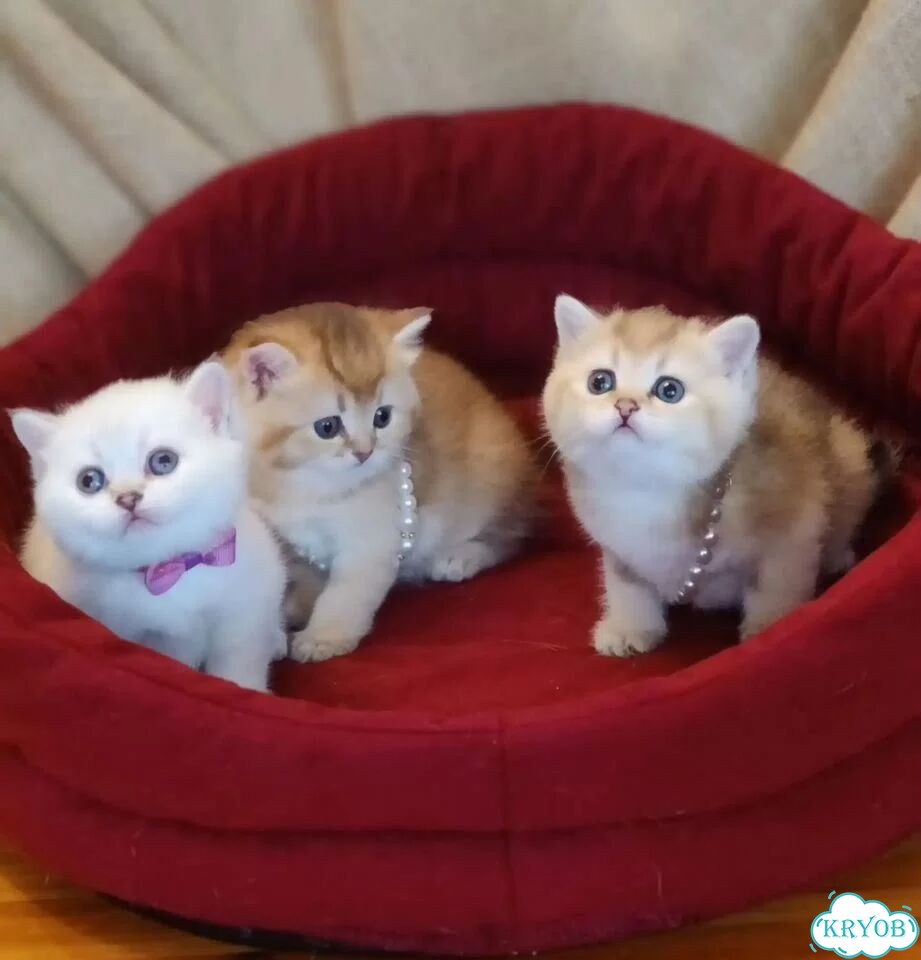 Британский короткошёрстный котёнок фото 6