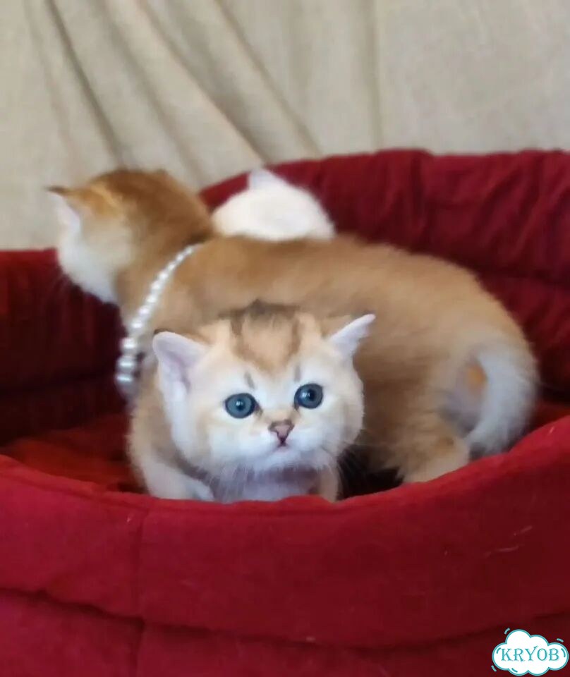 Британский короткошёрстный котёнок фото 7
