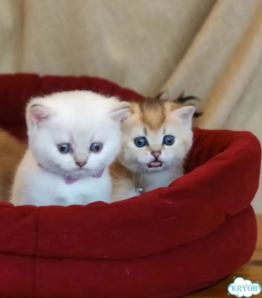 Британский короткошёрстный котёнок фото 8