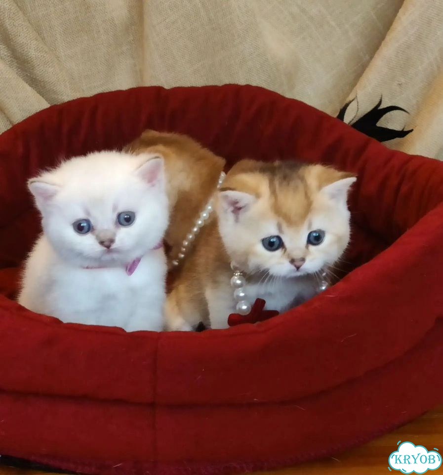 Британский короткошёрстный котёнок фото 9