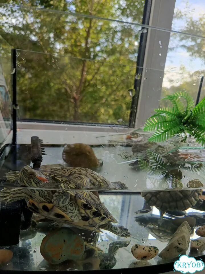 Черепаха фото 2
