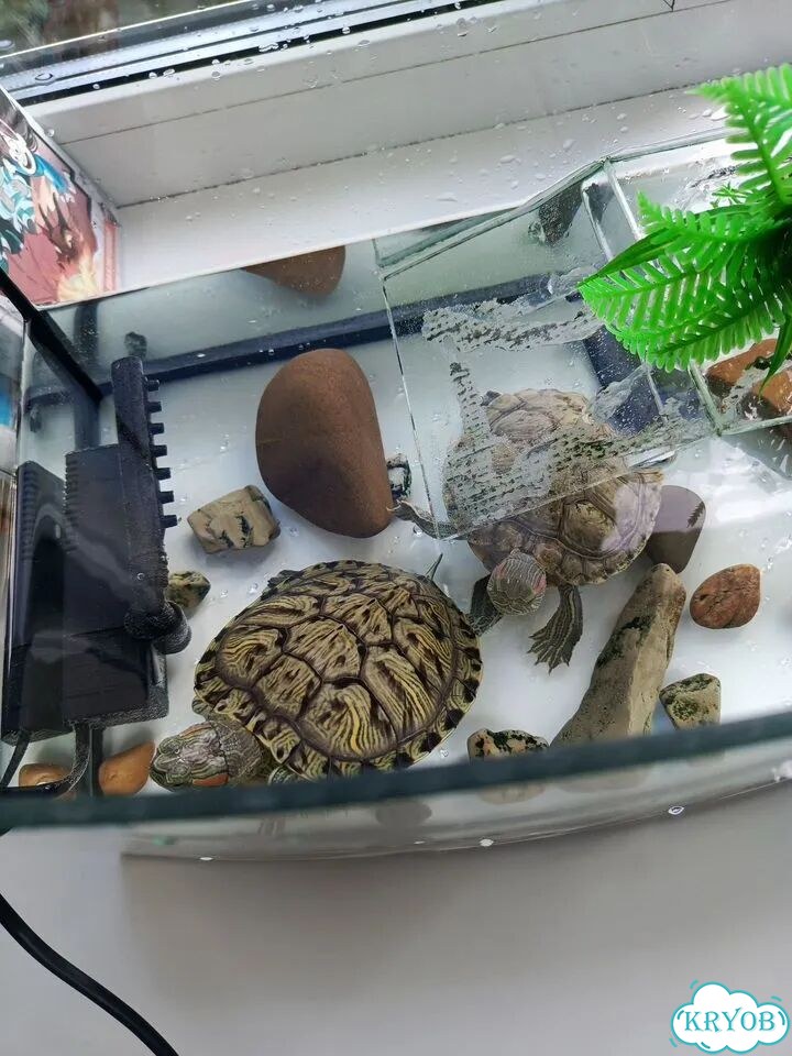 Черепаха фото 3