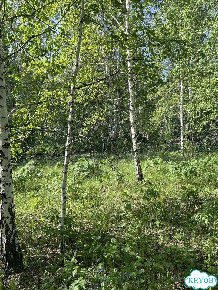 Березовые листья сухие фото 1
