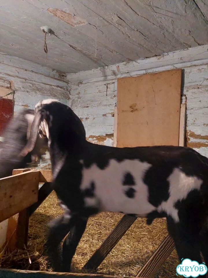 Козлик 3 месяца фото 2